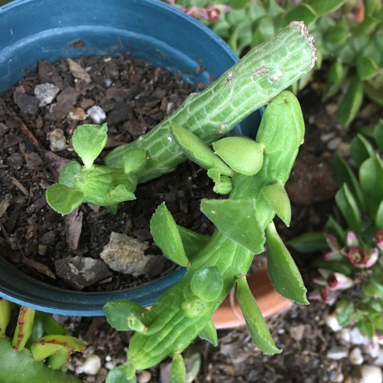 plant image 882451 plant image 882451