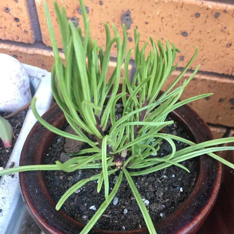 plant image 885169