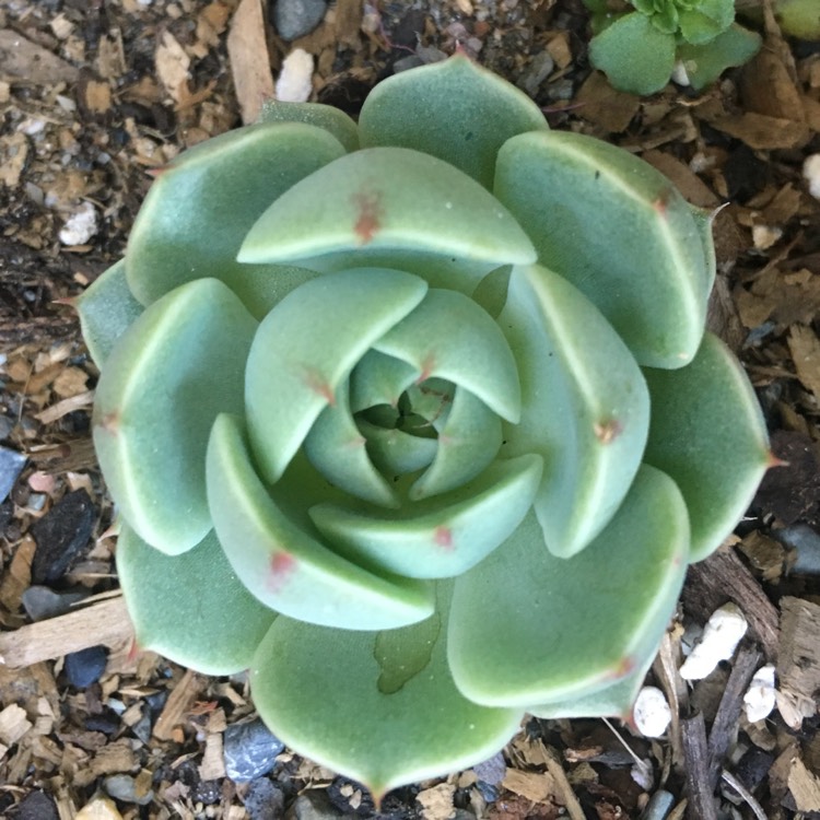 plant image 885172 plant image 885172