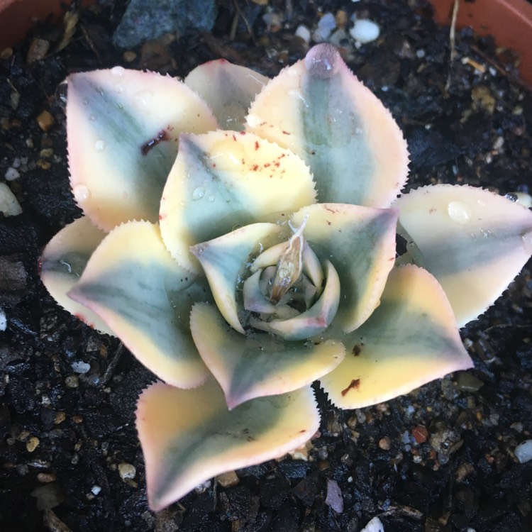 plant image 885173
