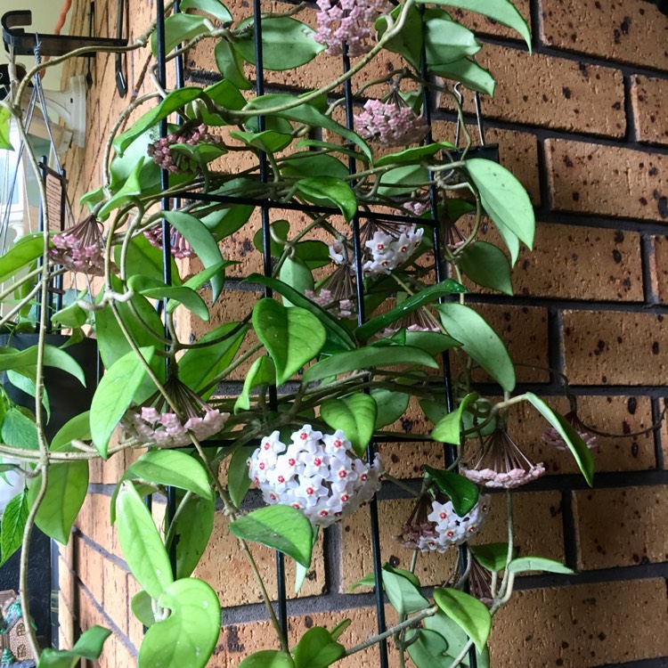 plant image 888915 plant image 888915