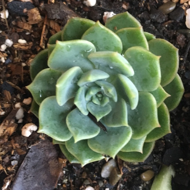 plant image 888995