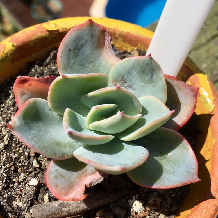 plant image 891113