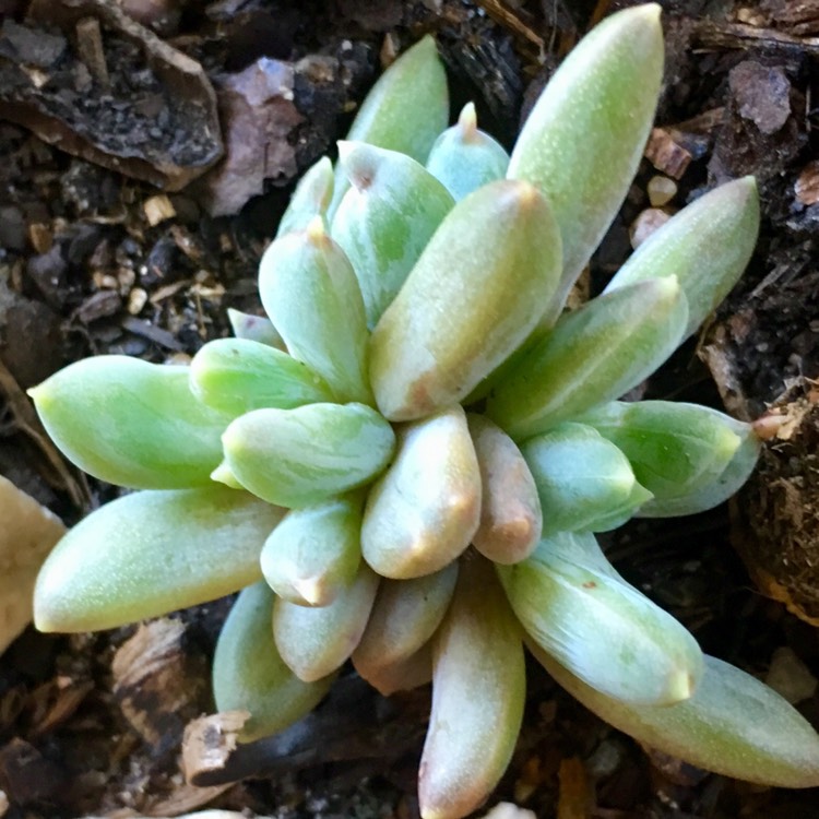 plant image 891134 plant image 891134