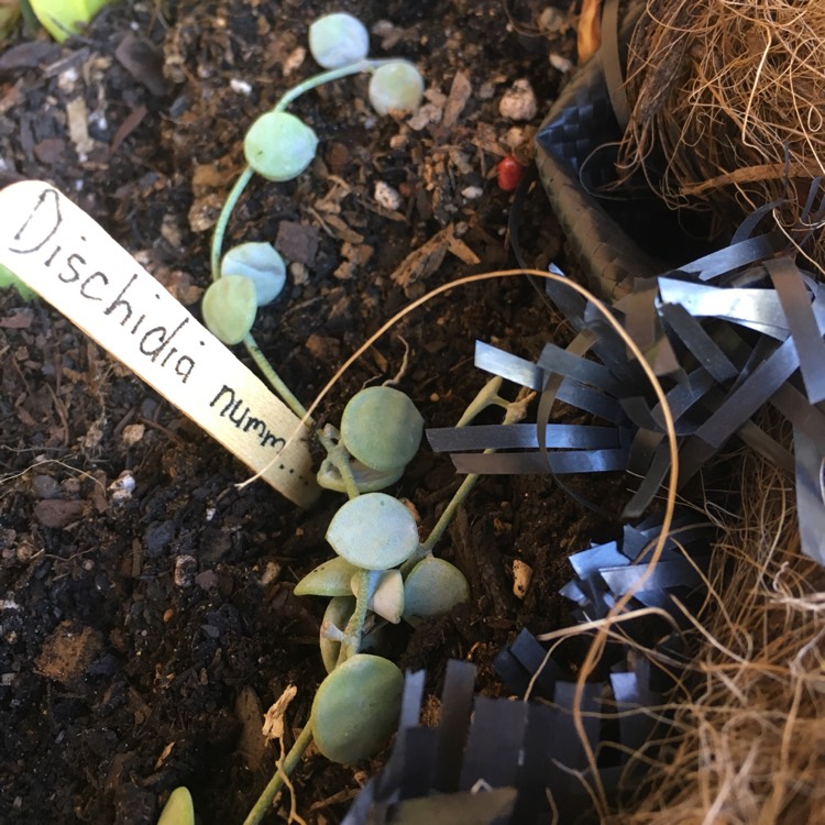 plant image 892535 plant image 892535