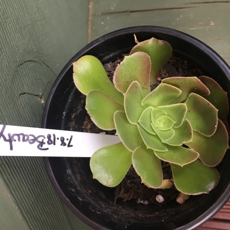 plant image 904045