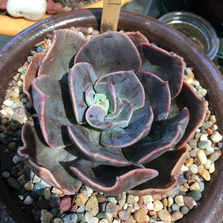 Plant image Echeveria Blue Metal