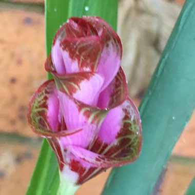 Curcuma