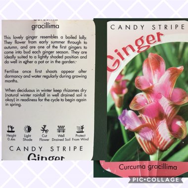 Curcuma