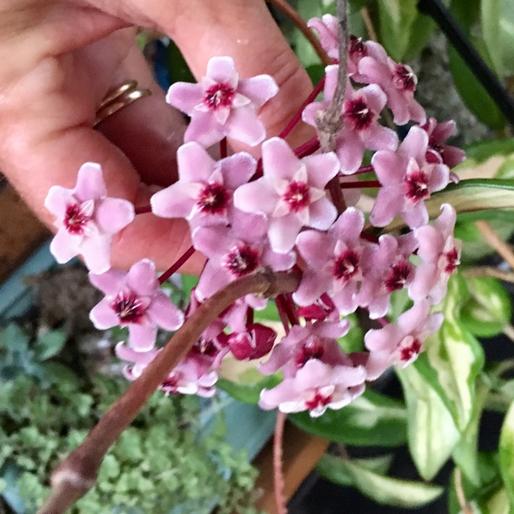 plant image 925444