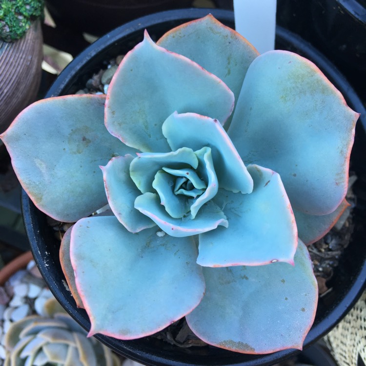 plant image 932422