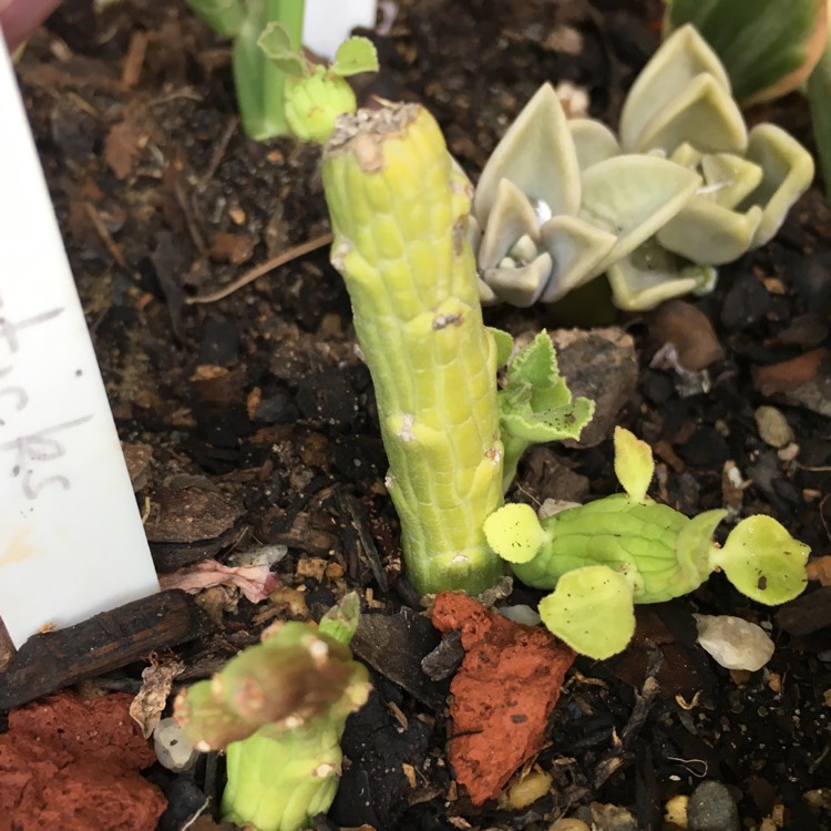 plant image 935742 plant image 935742