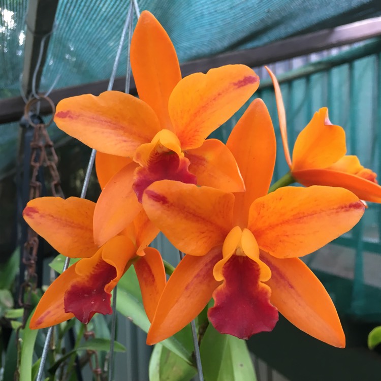 plant image 940402