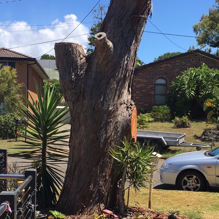 Plant image Eucalyptus nicholii