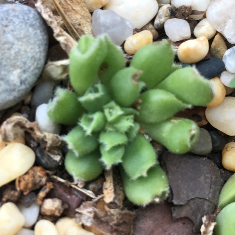 plant image 943255