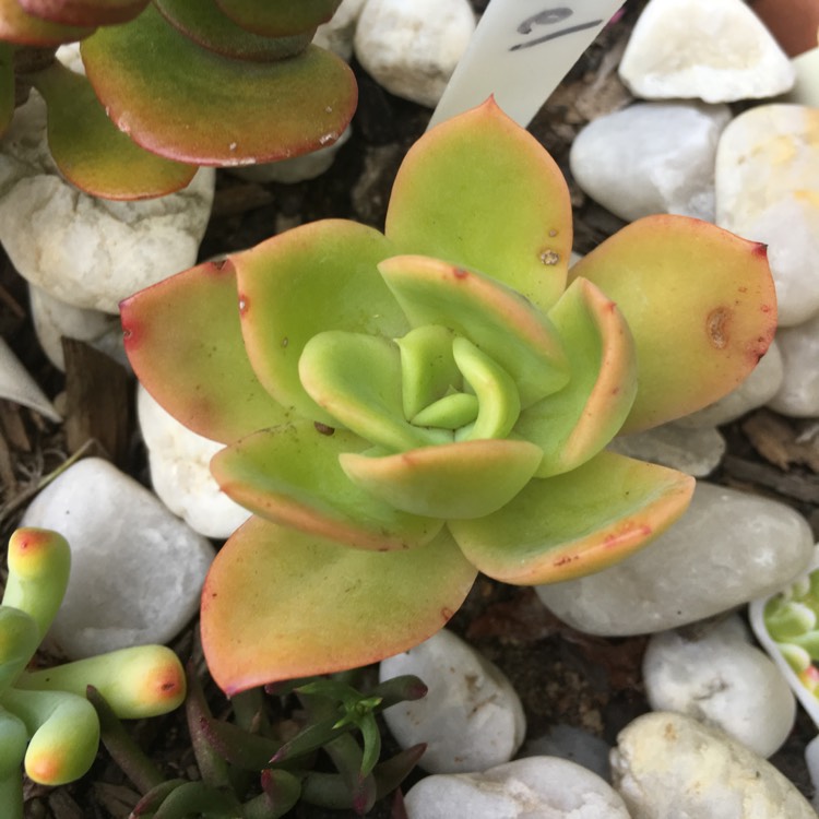 plant image 943270