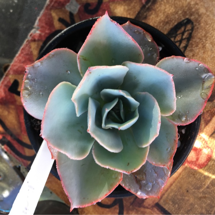 plant image 950467