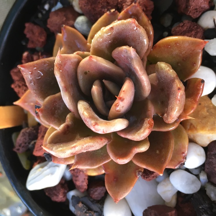 plant image 950470