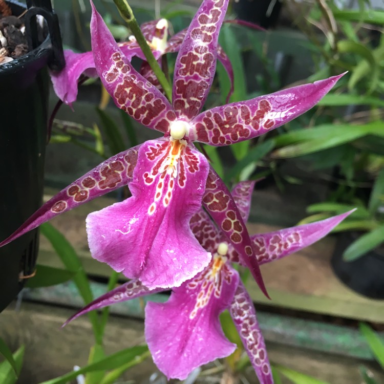 Plant image x Bratonia Shelob 'Tolkien'