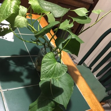 Ipomoea Batatas