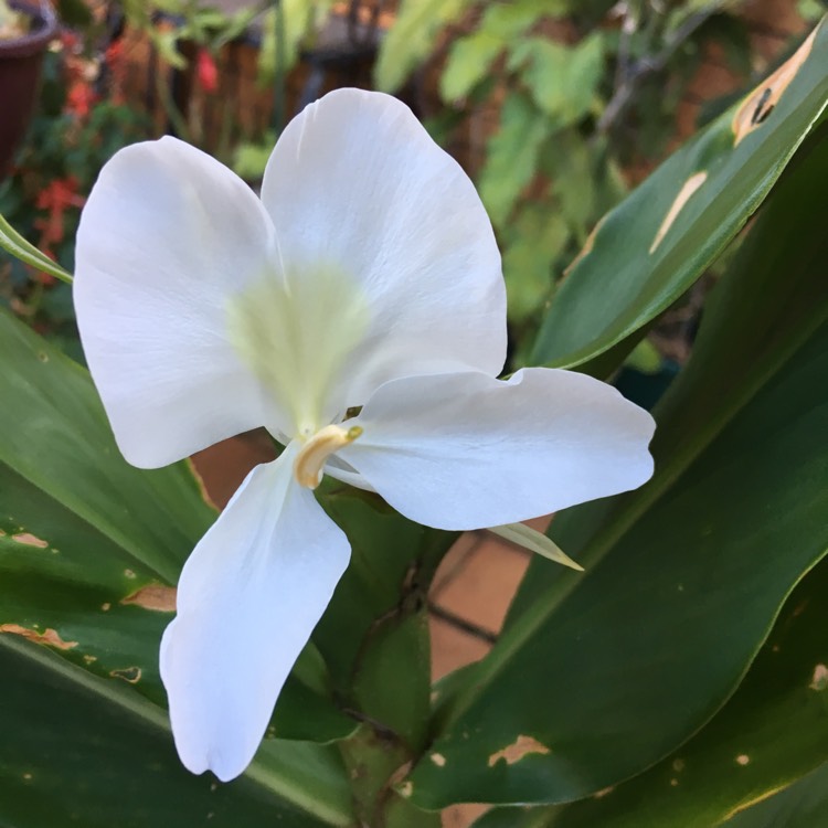 plant image 958232