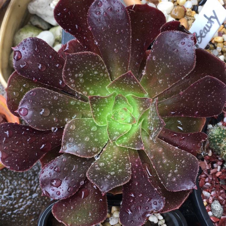 Plant image Aeonium Blushing Beauty