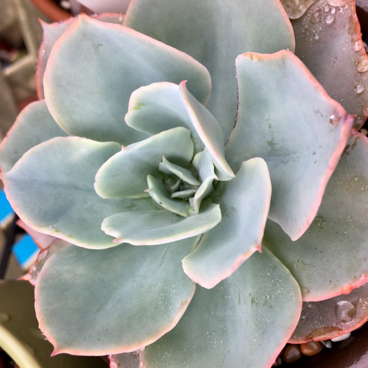 plant image 961019