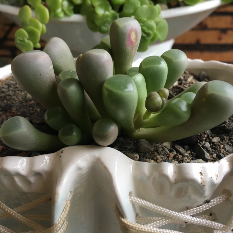 Plant image Fenestraria aurantiaca