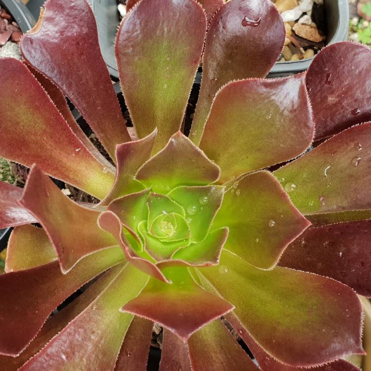 plant image 972875
