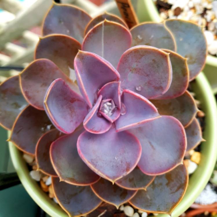 Plant image Echeveria Purple Pearl