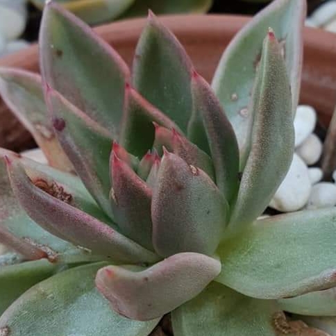 plant image 974252