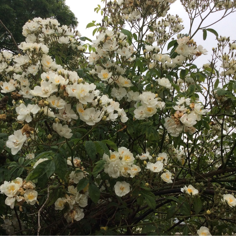 Plant image Rosa 'Filipes Kiftsgate'