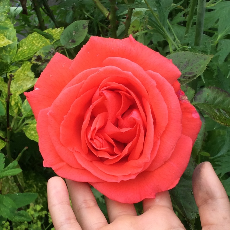 plant image 135608
