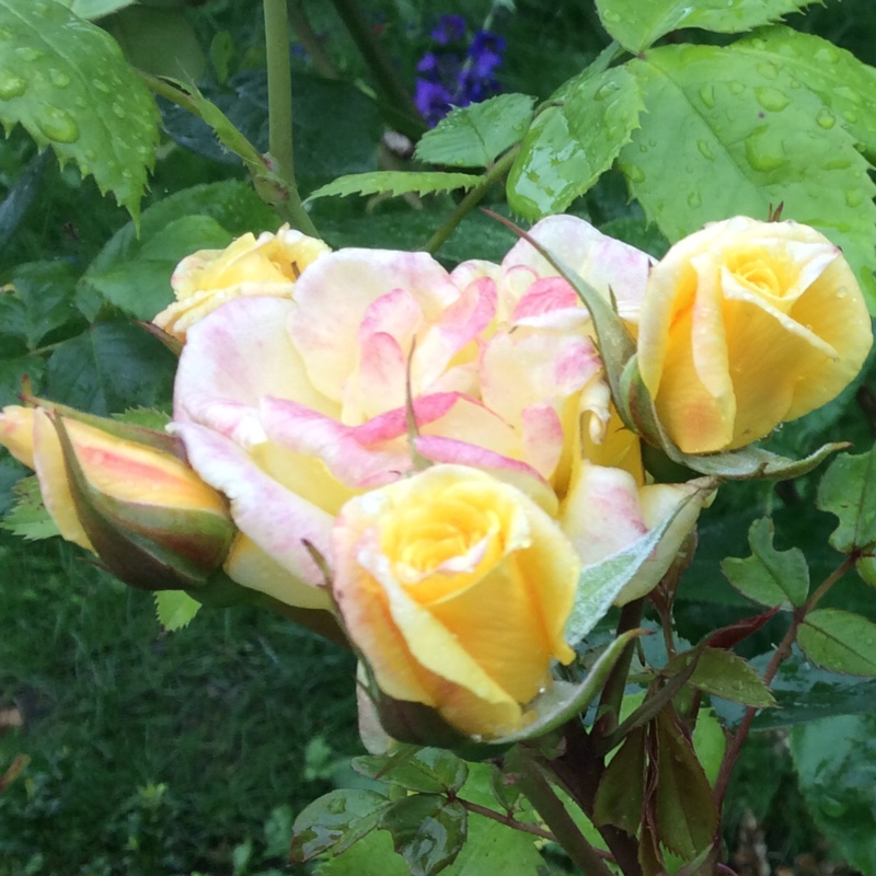 Plant image Rosa 'Laura Ford'