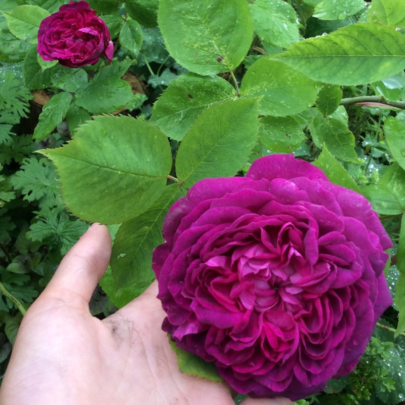 plant image 135628