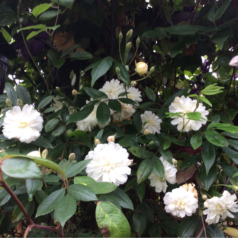 Plant image Rosa 'Snow Goose'