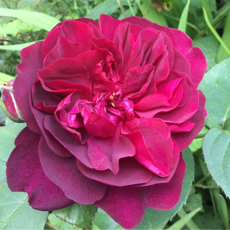 plant image 135672