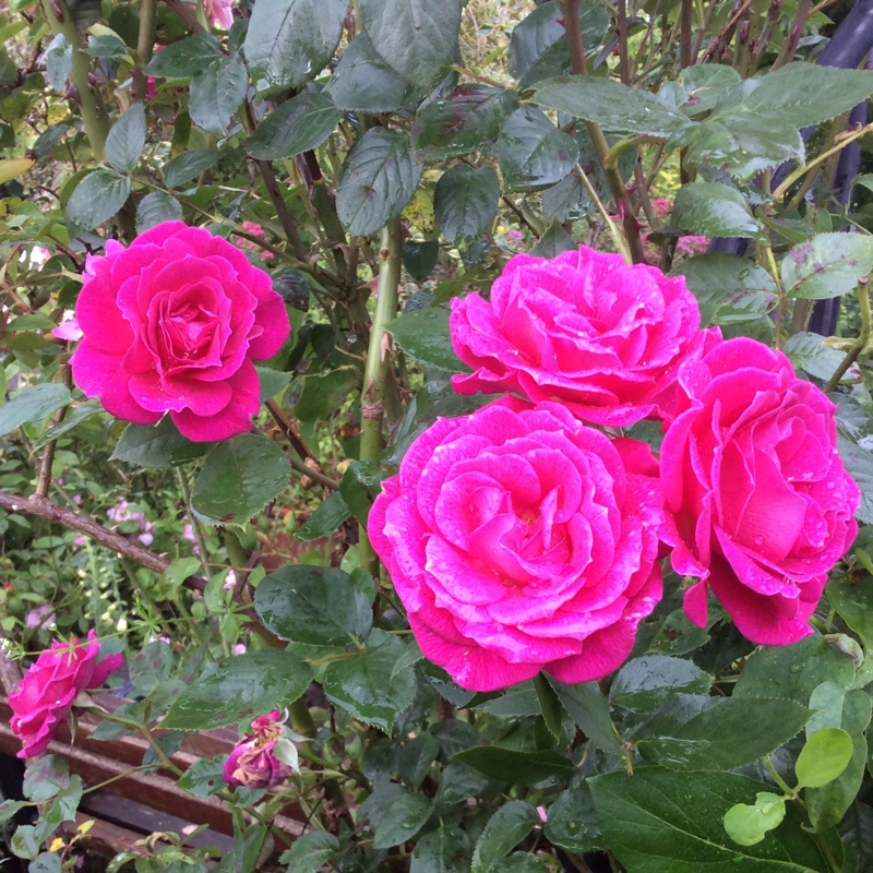 plant image 135686