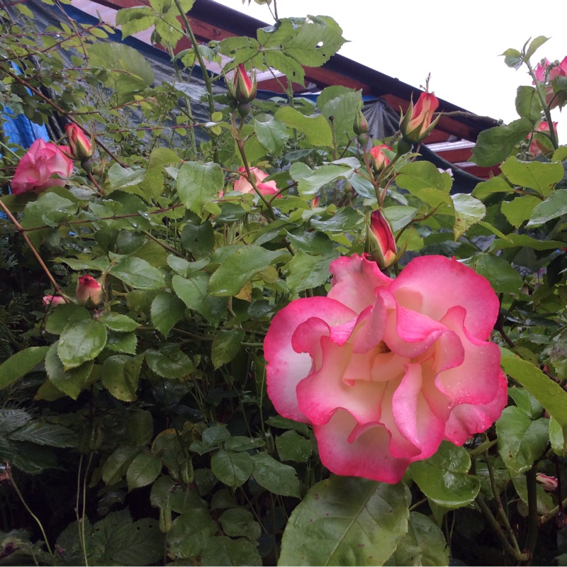 Plant image Rosa 'Meilasso' syn. Rosa 'Birthday Girl'