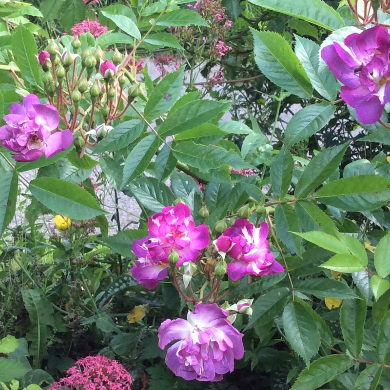 plant image 141452