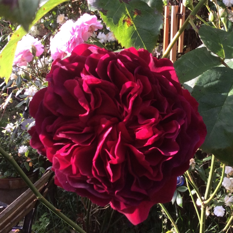 Plant image Rosa 'Falstaff'