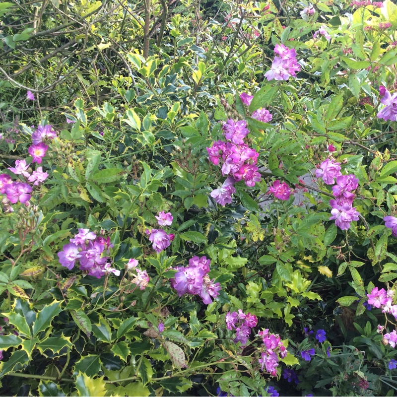 plant image 141458