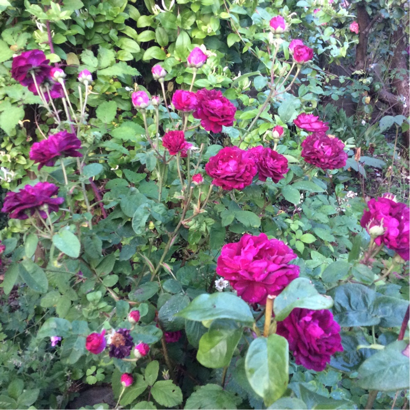 plant image 164278