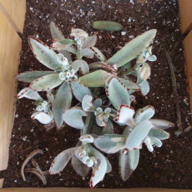 Plant image Kalanchoe Tomentosa Golden Girl