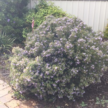 Coastal/Native Rosemary