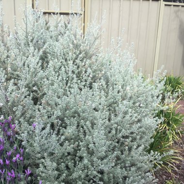 Coastal/Native Rosemary