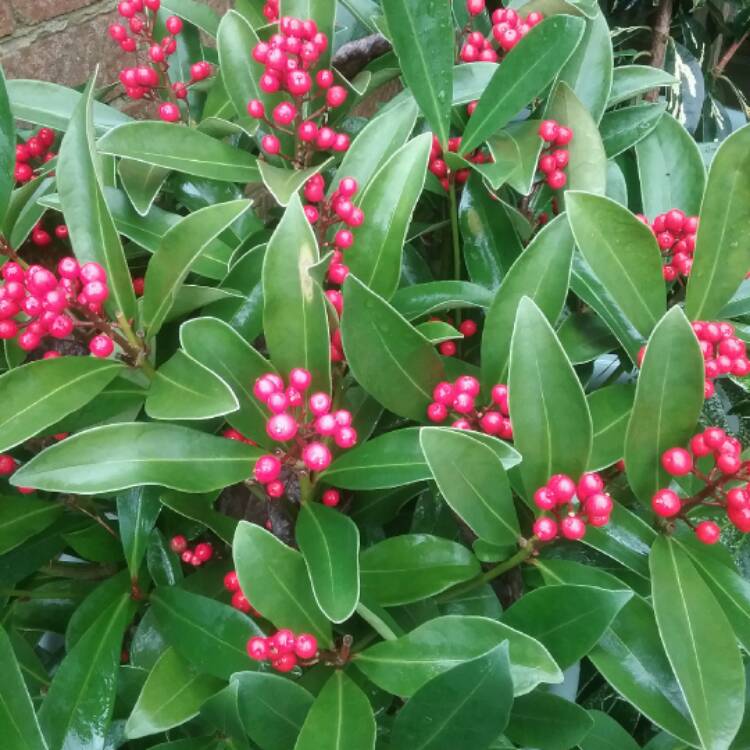 Plant image Skimmia japonica 'Whitebolwi' syn. Skimmia japonica 'Sensation'