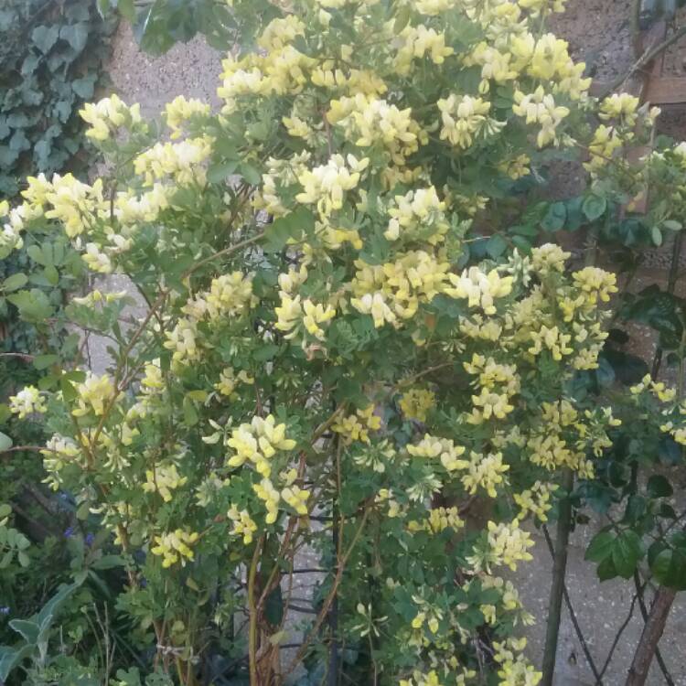 Plant image Coronilla valentina subsp. glauca 'Citrina' syn. Coronilla glauca 'Citrina', Coronilla valentina 'Citrina'