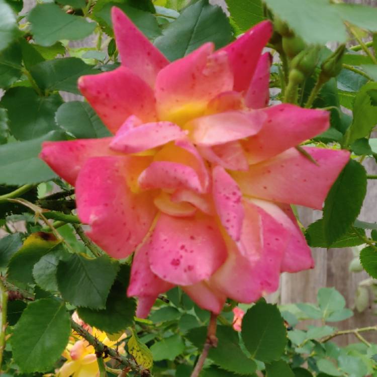 plant image 1000494