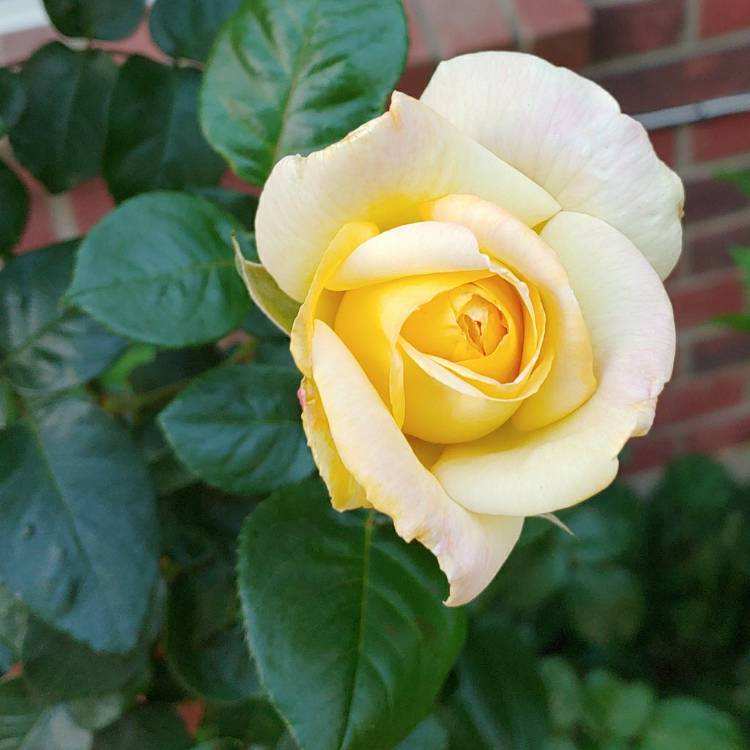 Plant image Rosa 'Madame A. Meilland' syn. Rosa 'Peace', Rosa 'Gloria Dei', Rosa 'Gioia'